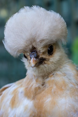 Portrait of Polish Breed Chicken Chick