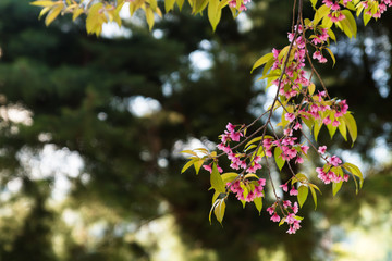 Wild himalayan cherry flowers blossom in Chiang Mai, Thailand.