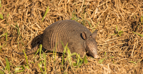 armadillo hunting for dinner at sunset
