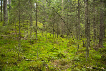 Nuuksio National Park