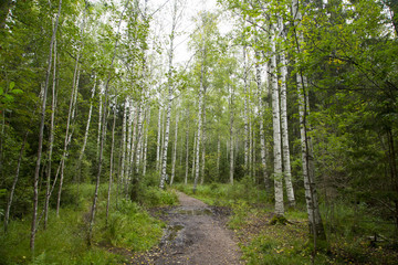 Nuuksio National Park