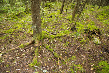 Nuuksio National Park