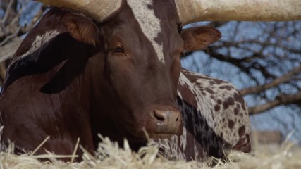 Watusi close up against blue sky in dry season