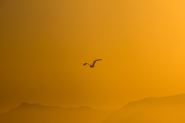 seagul flying during a beautiful orange sunset