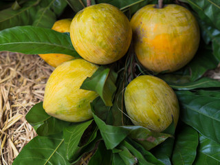 yellow color lemon fruit and green leaves on wooden basket and straw with juicy, fresh, healthy and rich of vitamin, sell at organic market