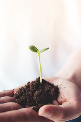 Trees plant tree, people are holding, love the world, love the nature, planting trees 