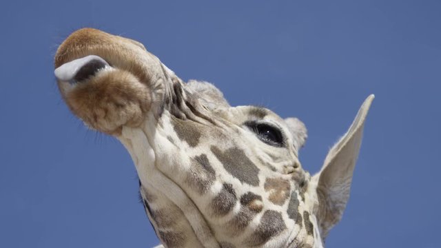 Giraffe licking his chops after a delicious meal
