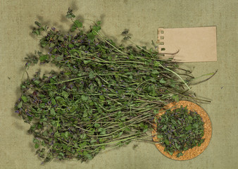 Glechoma hederacea. Dry herbs. Herbal medicine, phytotherapy medicinal herbs.