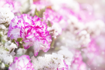 Closeup Pink and white carnation flower over blurred flower background, outdoor day light 