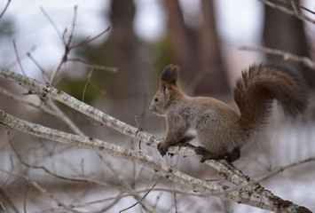 細枝を歩くエゾリス