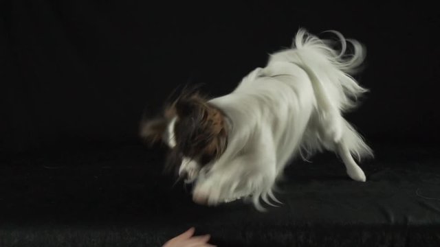 Beautiful young male dog Continental Toy Spaniel Papillon playing with the hand of host on black background slow motion stock footage video