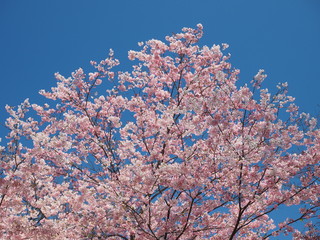 桜の木と青空