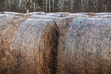 Hay Bales
