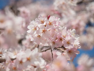 桜の花
