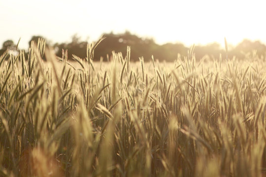 Wheat field
