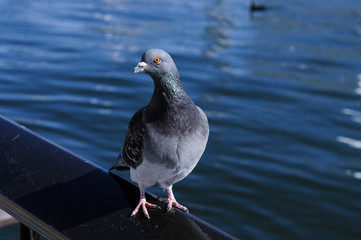 鳩