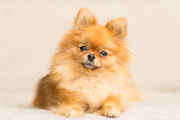 miniature dog of Pomeranian dog breed lies on the couch