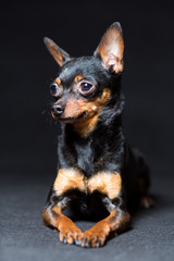 Dog Toy Terrier in black on a black background