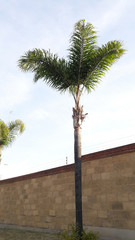 Palmera