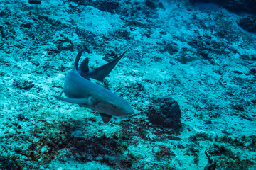 Nurse shark