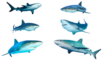 Obraz premium Wycięcie rekina na białym tle. Karaiby i szare rekiny rafowe na białym tle