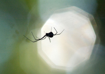 Spider Backlit 2