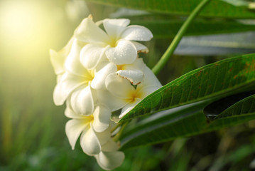 Obraz na płótnie Canvas Close up White and yellow plumeria flowers,Frangipani flowers with water drop on a tree, with sunrise