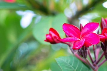 Red plumeria flowers ,Frangipani flowers on a tree
