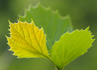 Spring Leaves