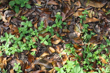  dried leaves