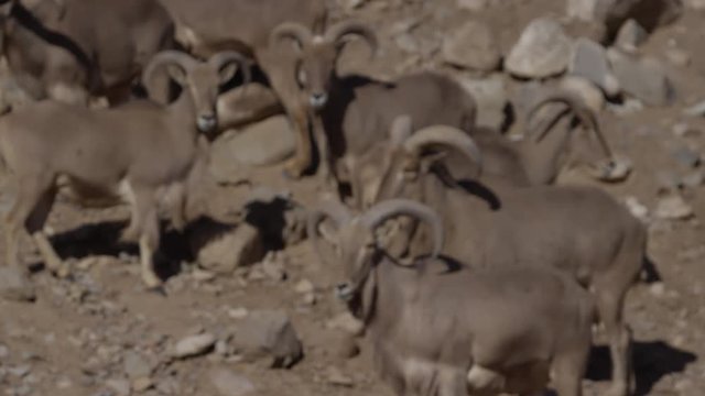 Aoudad barbary sheep rack focus to herd of animals