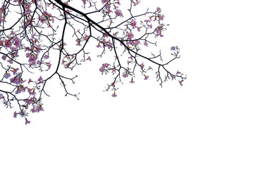 Fototapeta premium Green leaf and branches on white using as background and wallpaper.