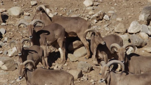 Aoudad standing on hill barbary sheep