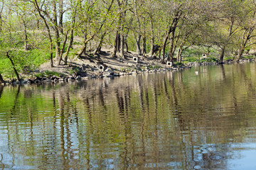Island on lake with houses for birds on it. Tree reflection in the water. Swimming ducks
