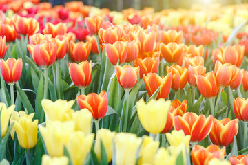 Tulip flower. Beautiful tulips in tulip field with green leaf background at winter or spring day. broken tulip.