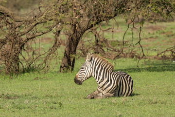 zebra on the grasslands of the Maasai Mara, Kenya