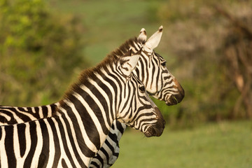 Fototapeta na wymiar closeup of a zebra on the grasslands of the Maasai Mara, Kenya
