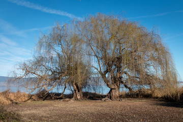 Two large and old weeping willow trees are showing the first signs of spring with green leaves beginning to appear. They stand in front of a lake with a blue sky and wispy white clouds. 