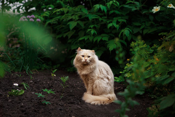 ginger stripped cat sitting in the garden.