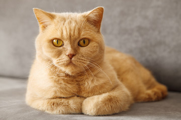 red british cat sits on the couch.