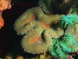 Stone coral