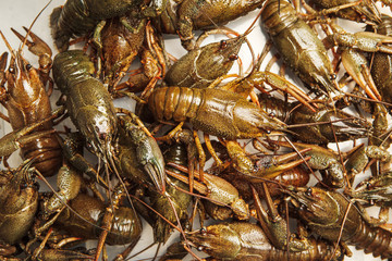 Fresh crawfish background, crayfish seafood lunch, gourmet dish