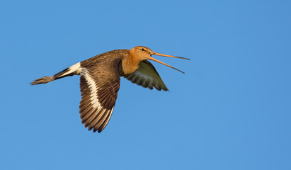 Black-tailed godwit sideview flying and loud shouting with lowered wings