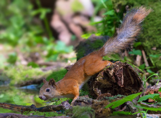 Red Squirrel crawls on a mossy trunk near a pond in forest 