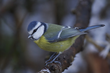 Fototapeta premium Eurasian blue tit (Cyanistes caeruleus)