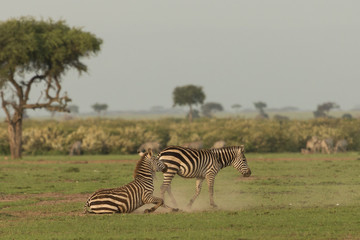 Fototapeta na wymiar zebra rolling in the dirt on the grasslands of the Maasai Mara, Kenya