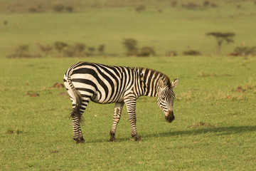 Fototapeta na wymiar zebra on the grasslands of the Maasai Mara, Kenya