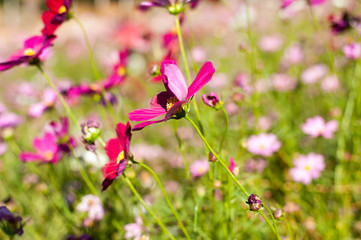 Wildlife in the tropical Forest