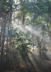 morning sunlight through fog in the woods