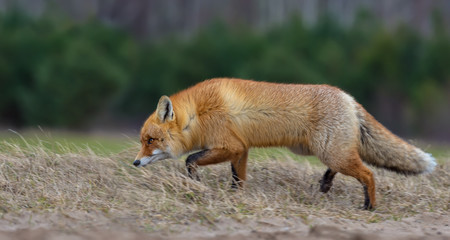 Hunting Red fox runs through grass in search of prey